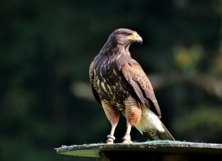 Projekt ustawy o zarządzie sukcesyjnym