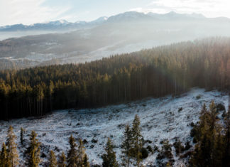 Volvo Car Poland zasadzi las. Ty zdecyduj gdzie!
